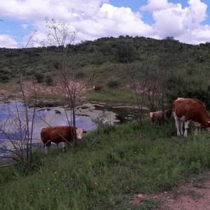 Meet your Posher, Cynthia